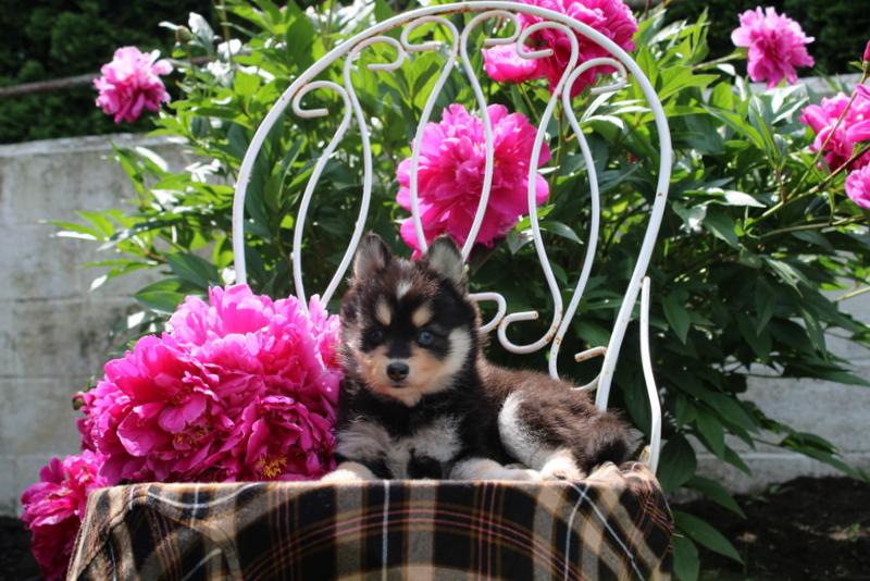 puppy, for, sale, Pomsky, Matthew B. Stoltzfus, dog, breeder, Gap, PA, dog-breeder, puppy-for-sale, forsale, nearby, find, puppyfind, locator, puppylocator, aca